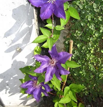 Bel-hues / Bel-haex * Натерс